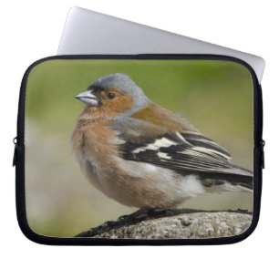 Male Chaffinch (WILD: Fringilla coelebs) Laptop Sleeve