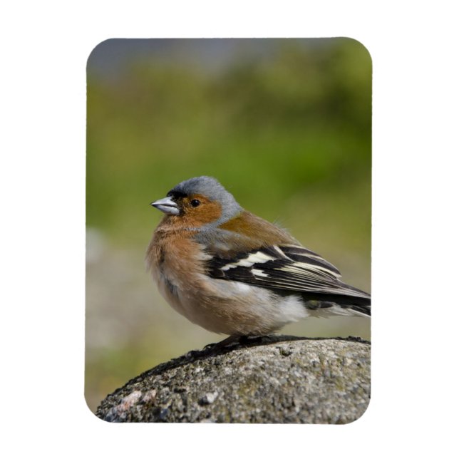 Male Chaffinch (WILD: Fringilla coelebs) Magnet (Vertical)