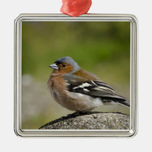 Male Chaffinch (WILD: Fringilla coelebs) Metal Ornament