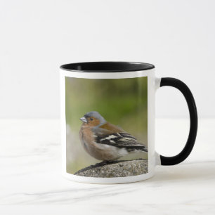Male Chaffinch (WILD: Fringilla coelebs) Mug