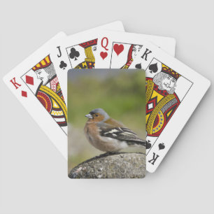 Male Chaffinch (WILD: Fringilla coelebs) Playing Cards