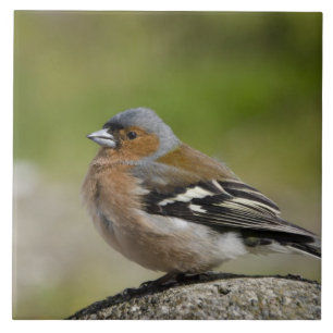 Male Chaffinch (WILD: Fringilla coelebs) Tile