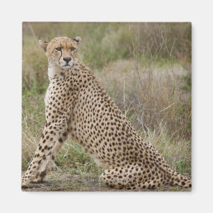 male Cheetah, Acinonyx jubatus, Serengeti, Magnet