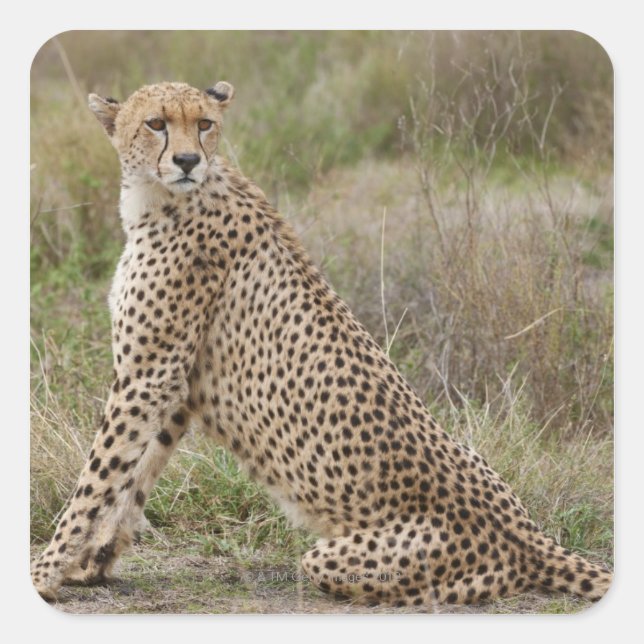 male Cheetah, Acinonyx jubatus, Serengeti, Square Sticker (Front)