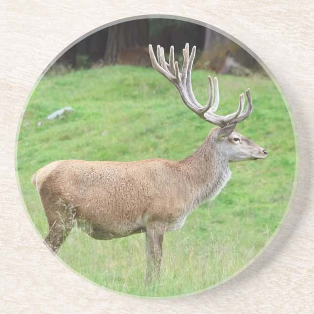 male deer coaster (Front)
