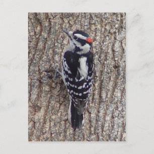 Male Downy Woodpecker Bird Postcard