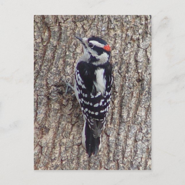 Male Downy Woodpecker Bird Postcard (Front)
