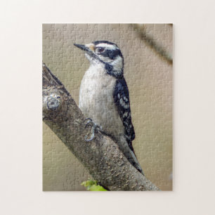 Male Downy Woodpecker Puzzle