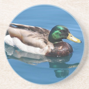 Male Duck Coaster