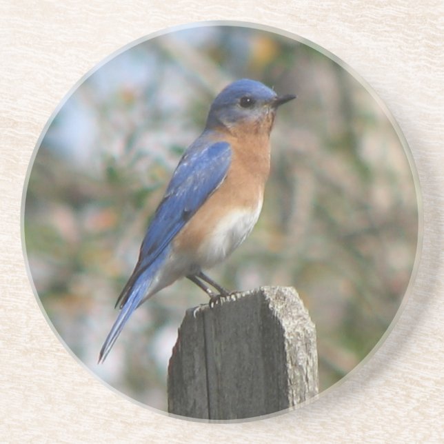 Male Eastern Bluebird Coaster (Front)