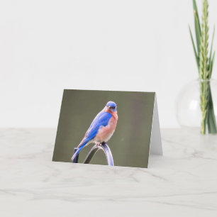 Male Eastern Bluebird Notecard