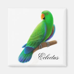 Male Eclectus Parrot Magnet