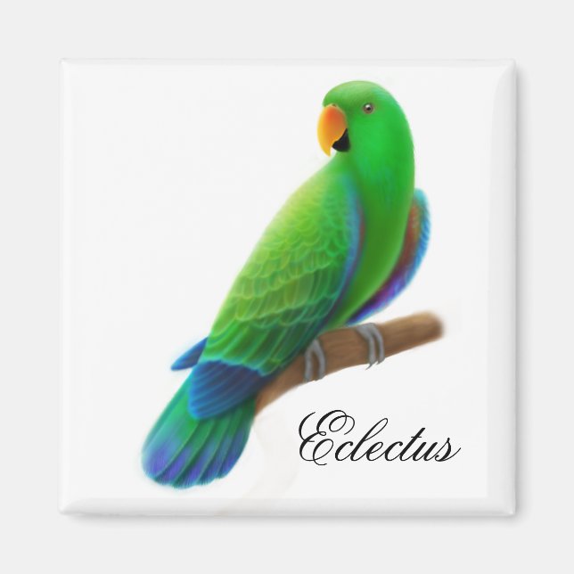 Male Eclectus Parrot Magnet (Front)