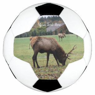 Male Elk Antlers Grazing in Grass Barn Photo Soccer Ball