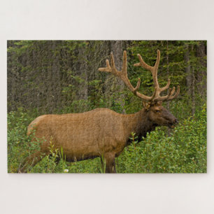 Male Elk   Banff National Park, Alberta, Canada Jigsaw Puzzle