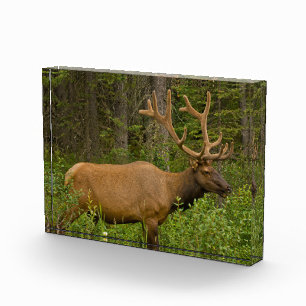 Male Elk Banff National Park, Alberta, Canada Photo Block