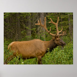Male Elk   Banff National Park, Alberta, Canada Poster