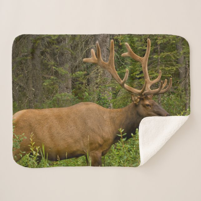 Male Elk | Banff National Park, Alberta, Canada Sherpa Blanket (Front (Horizontal))