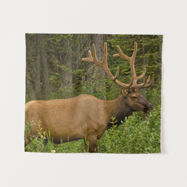 Male Elk | Banff National Park, Alberta, Canada Tapestry (Front (Horizontal))