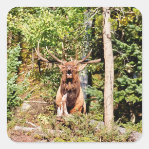 Male Elk in Rocky Mountain National Park Square Sticker