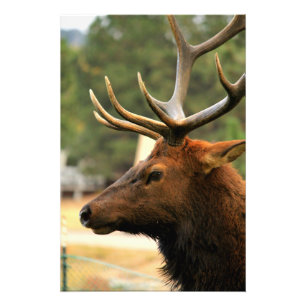 Male Elk Photo Print