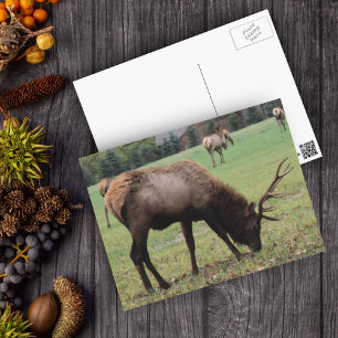 Male Elk Photograph Antlers Field Autumn Postcard