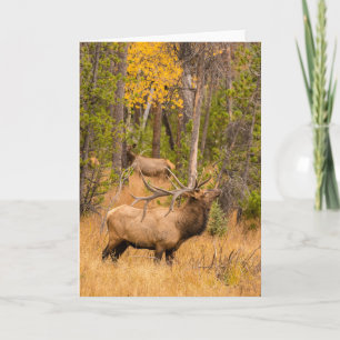 Male elk   Rocky Mountain National Park, Colorado Card