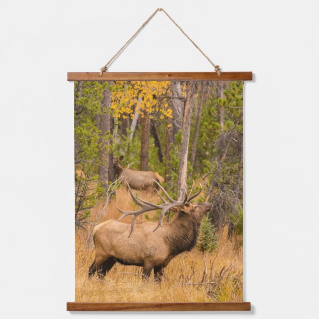 Male elk | Rocky Mountain National Park, Colorado Hanging Tapestry (Front)
