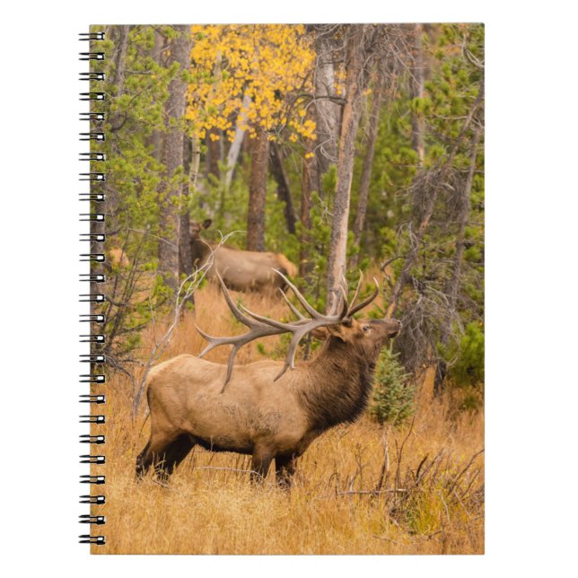 Male elk | Rocky Mountain National Park, Colorado Notebook (Front)