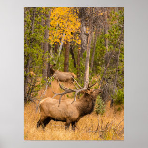 Male elk Rocky Mountain National Park, Colorado Poster