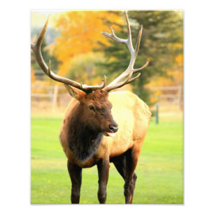 Male Elk With Tongue Out Photo Print