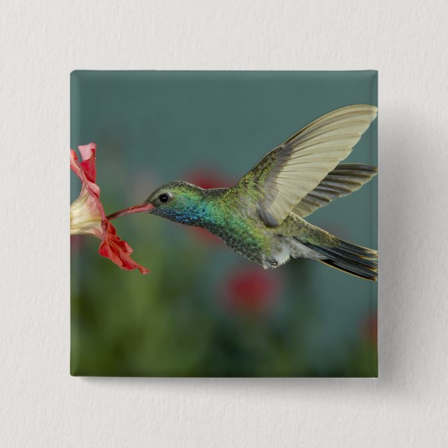 male feeding on Petunia, Madera Canyon, Arizona, 15 Cm Square Badge (Front)