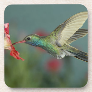 male feeding on Petunia, Madera Canyon, Arizona, Coaster