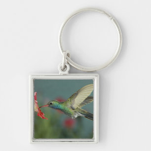 male feeding on Petunia, Madera Canyon, Arizona, Key Ring