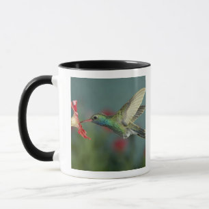 male feeding on Petunia, Madera Canyon, Arizona, Mug