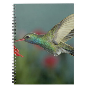 male feeding on Petunia, Madera Canyon, Arizona, Notebook