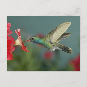 male feeding on Petunia, Madera Canyon, Arizona, Postcard
