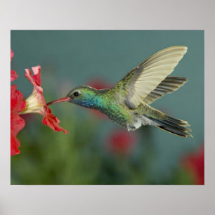 male feeding on Petunia, Madera Canyon, Arizona, Poster