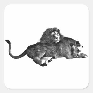 Male Female lions original animal art drawing Square Sticker