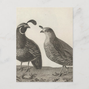 Male & Female Partridge of California Postcard
