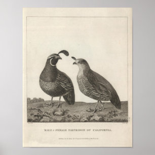 Male & Female Partridge of California Poster