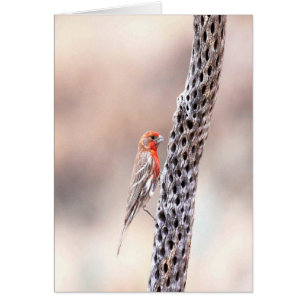 male finch