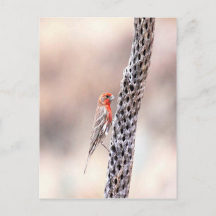 Male Finch Postcard