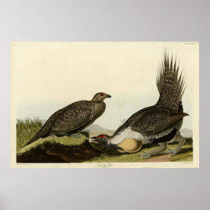(Male Fowl) of the Plains Audubon Birds of America Poster