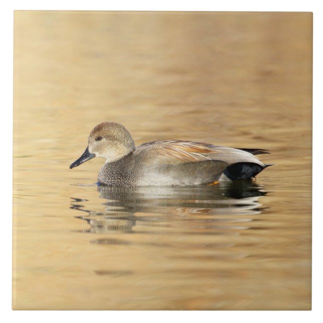 Male Gadwall Duck Ceramic Tile (Front)