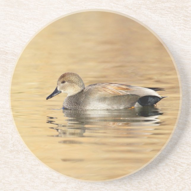 Male Gadwall Duck Coaster (Front)