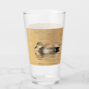 Male Gadwall duck Glass