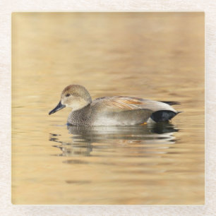 Male Gadwall Duck Glass Coaster