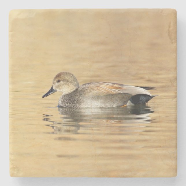 Male Gadwall Duck Stone Coaster (Front)
