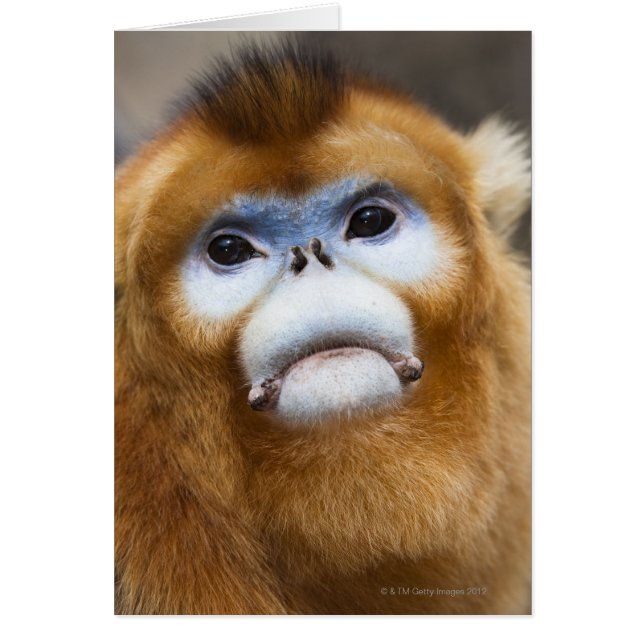 Male Golden Monkey Pygathrix roxellana (Front)